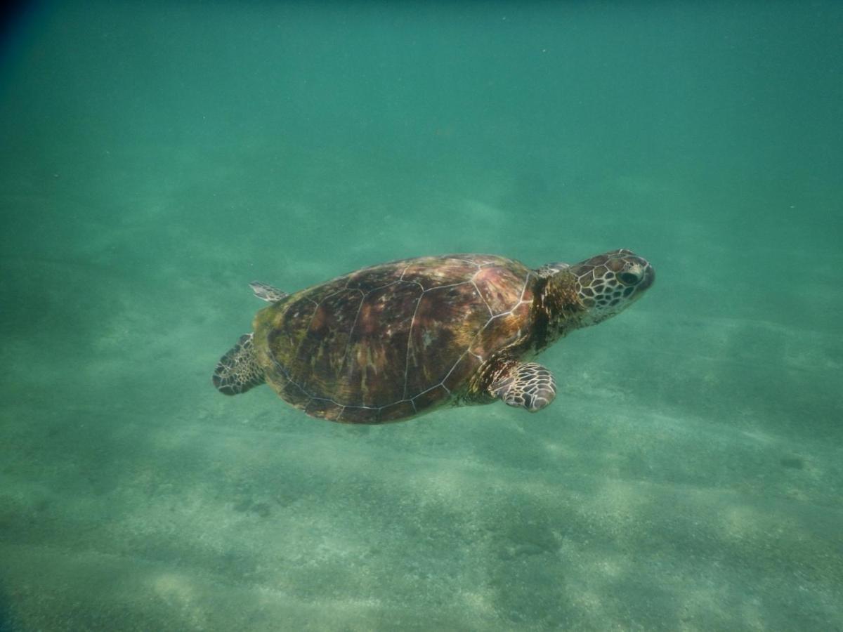 Turtle Bay Beach Resort Mirissa Zewnętrze zdjęcie