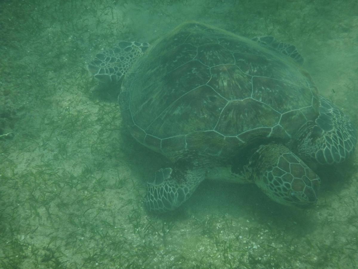 Turtle Bay Beach Resort Mirissa Zewnętrze zdjęcie