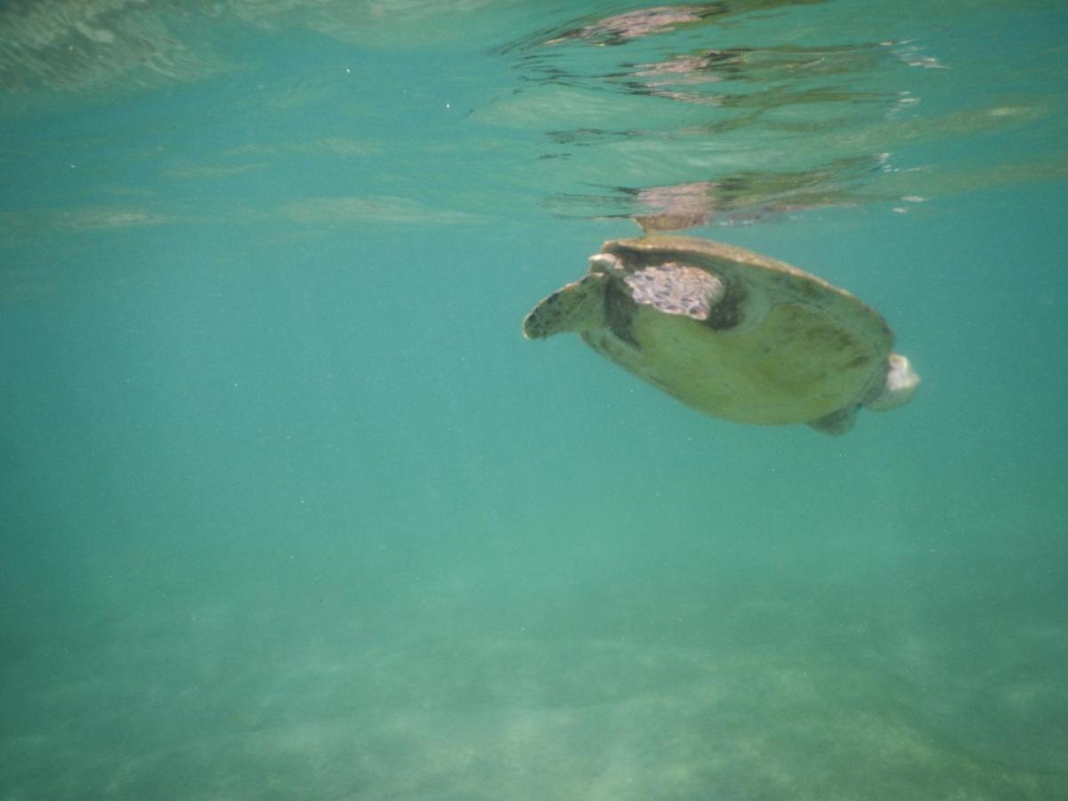 Turtle Bay Beach Resort Mirissa Zewnętrze zdjęcie